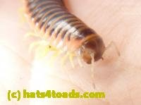 /home//u458753944/public_html/sourcegallery//////////////////////////Insects and small critters/millipedes and centipedes/P1060941.JPG